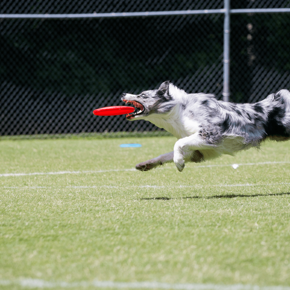 Frisbeescheiben - Frisbeefreunde