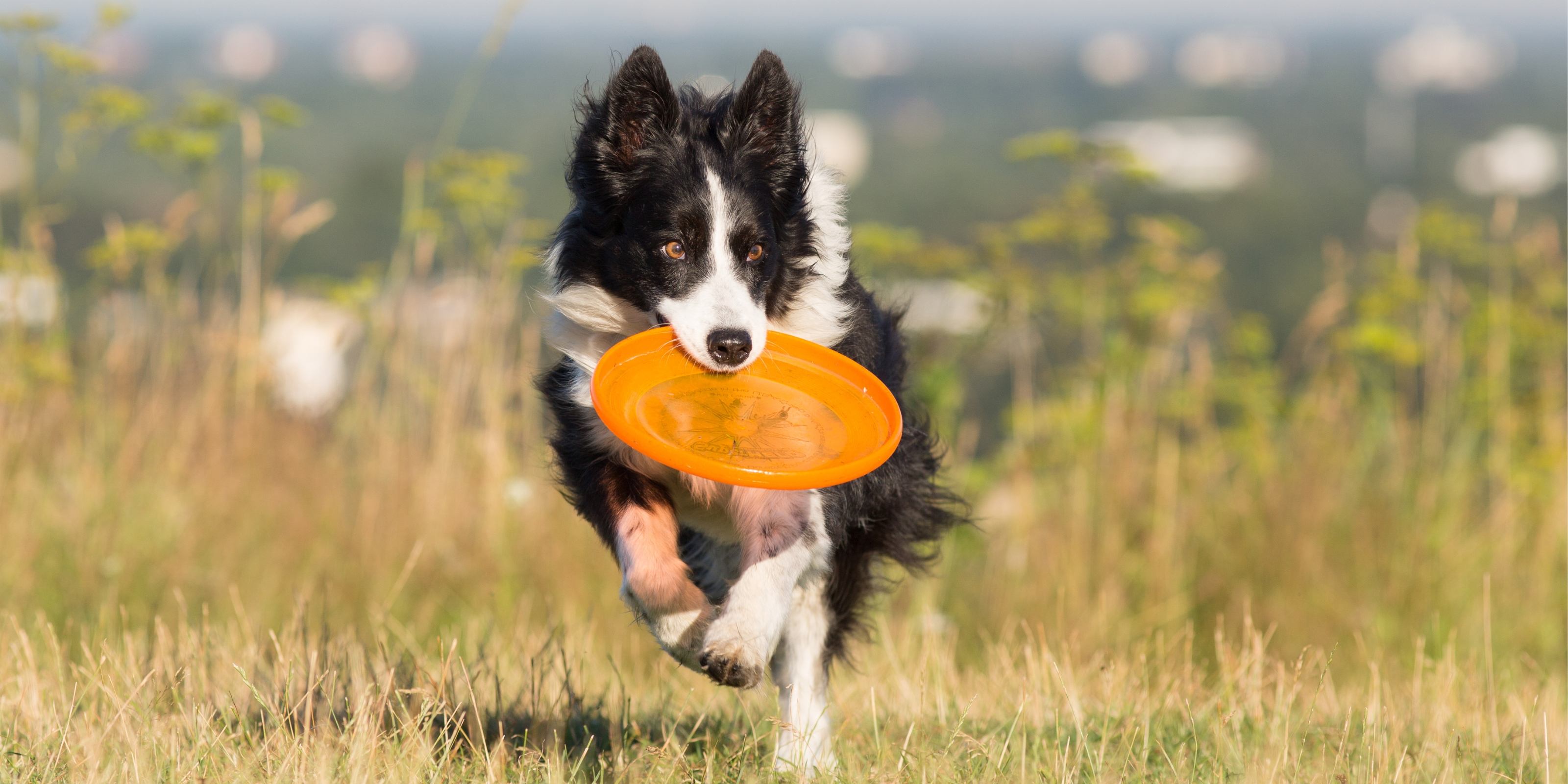 Standard Frisbeescheiben - Frisbeefreunde