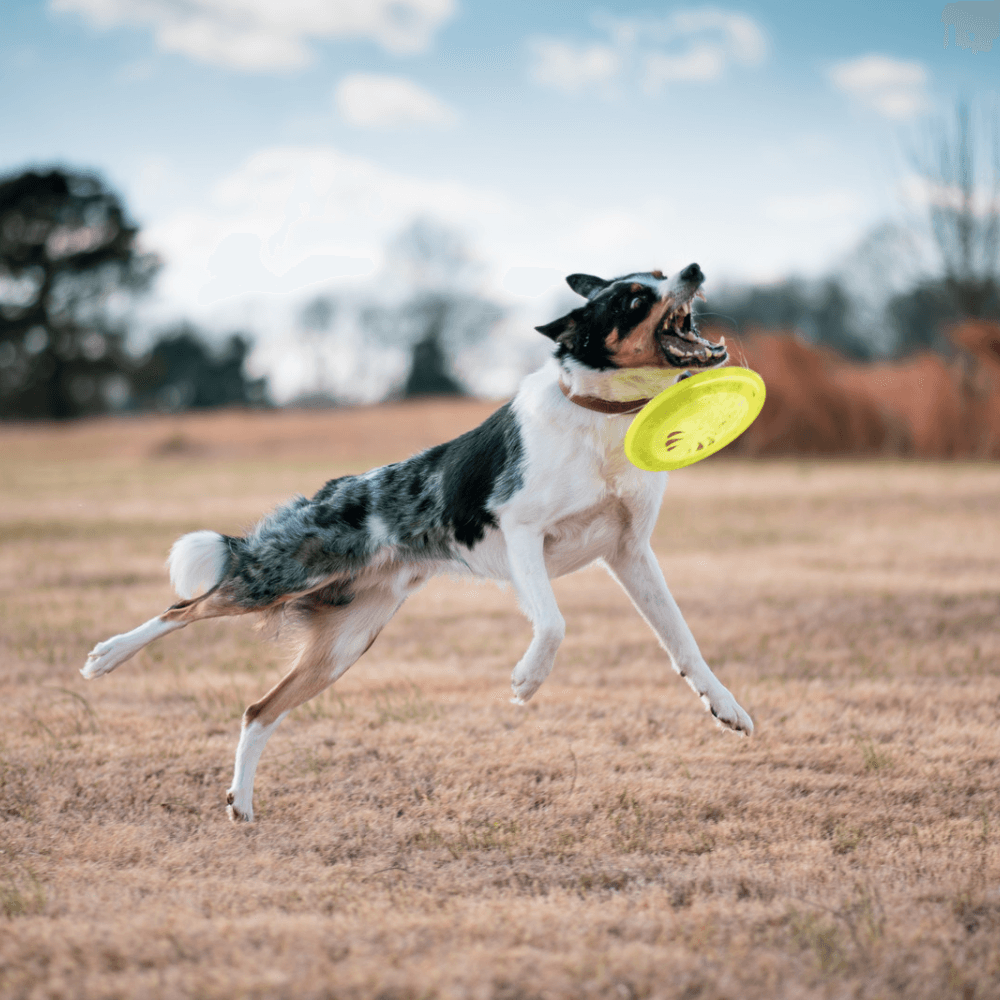 Bissfeste Frisbeescheiben für Hunde - Frisbeefreunde