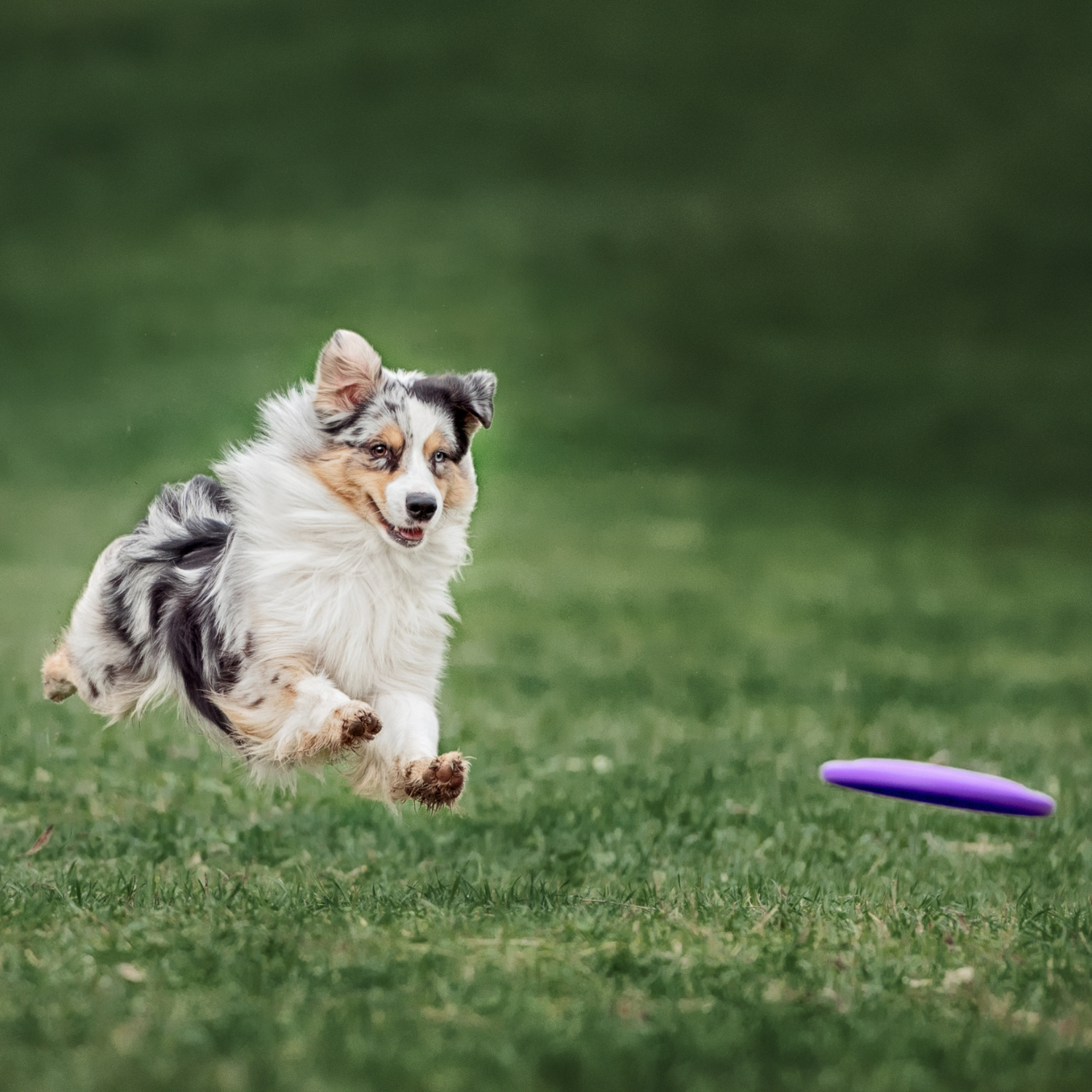 Kleine Frisbeescheiben für kleine Hunde - Frisbeefreunde